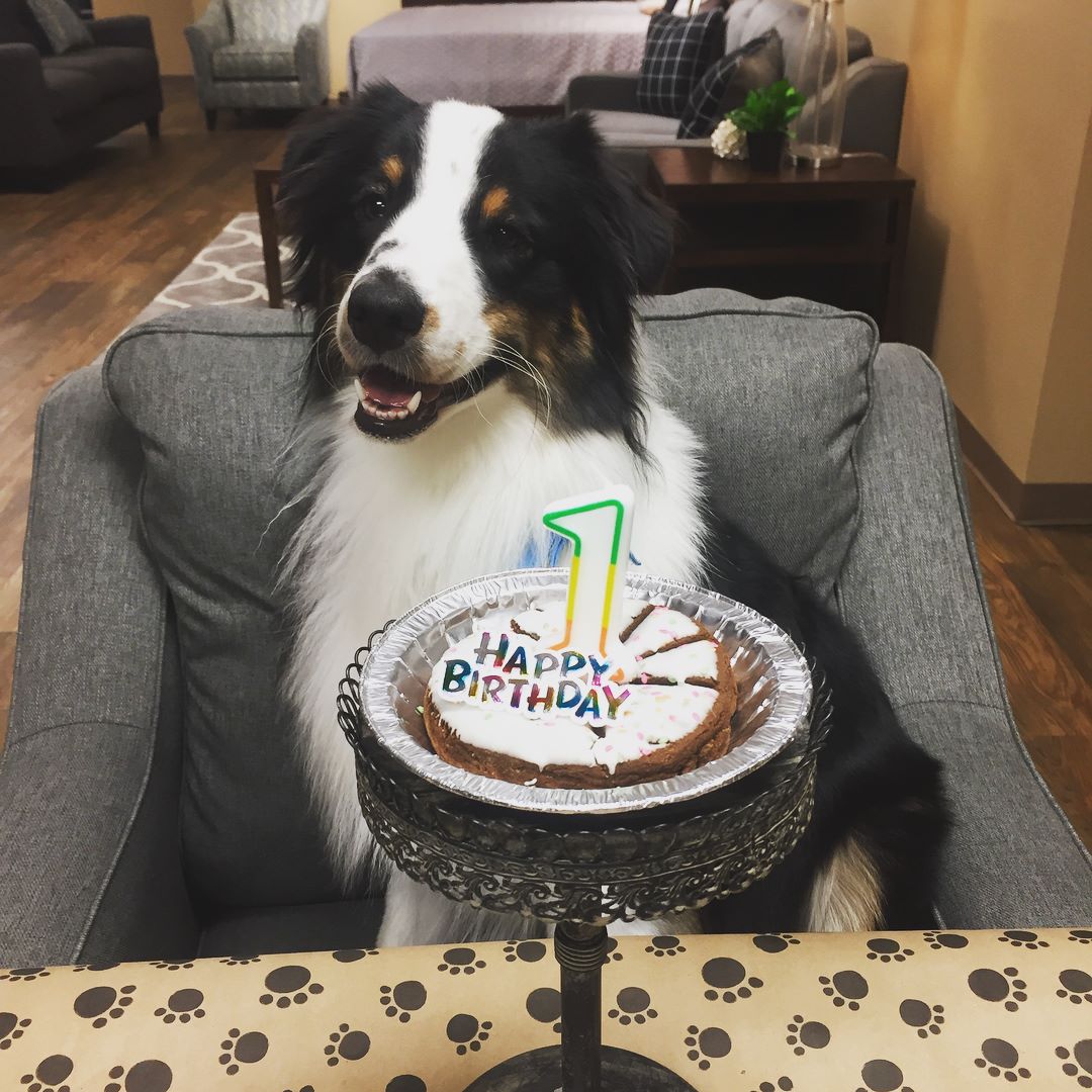 1st happy birthday for cute dog